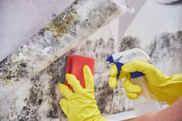 Best Real Estate Mold Inspection  in Malvern, PA